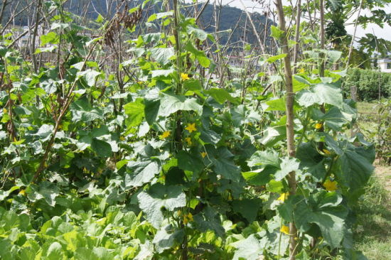 凤庆县推广瓜果蔬菜立体种植技术亩产值超5000元