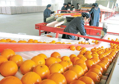 从加工原料专用基地“起跑”瓜果 全产业链升级的破局之路