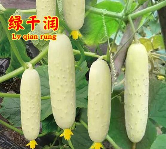 白玉黄瓜春季栽培指南 从选种到采收的农家实战经验